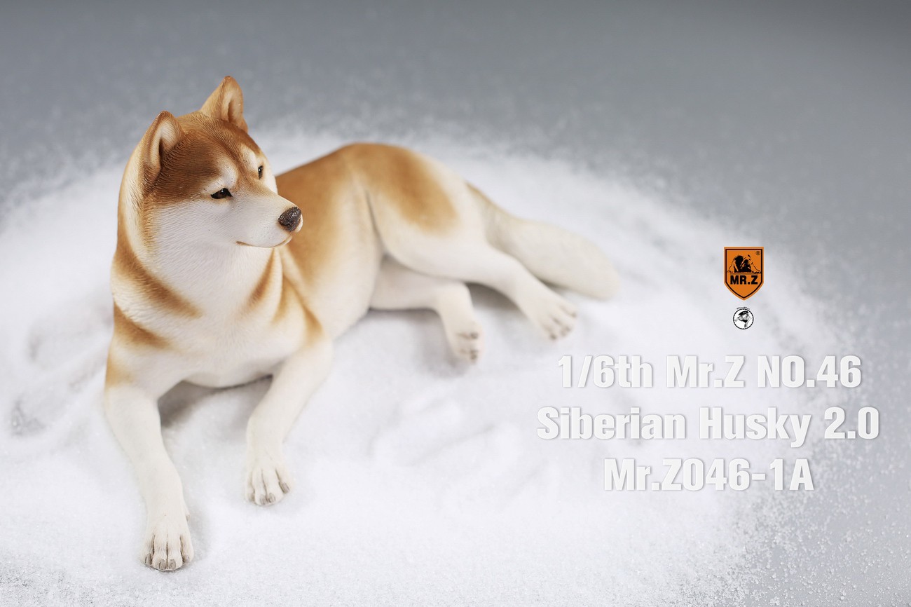 [สั่งจอง] MR. Z Animal Model MRZ046 1/6th Siberian Husky2.0（8 models in total）
