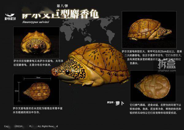 [สั่งจอง]Animal Planet : Heart Wide Body Fat Eighth Reptile Figure Static Animal Model