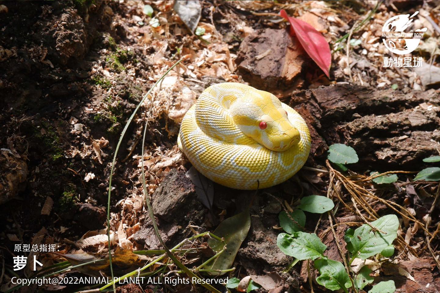 [สั่งจอง]Animal Planet : a series of laugh and grow fat No.9