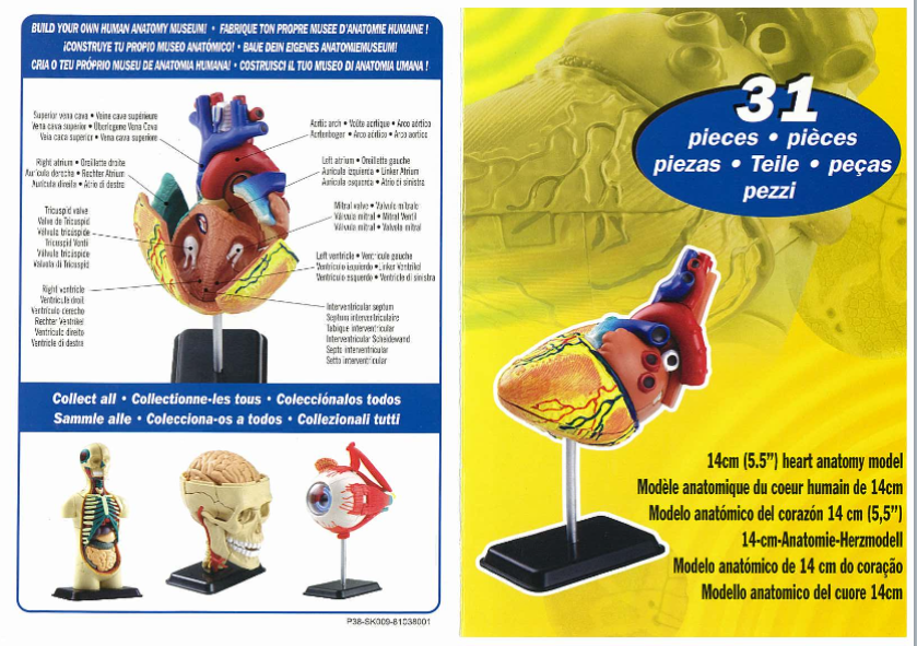 โมเดลหัวใจ หัวใจจำลอง Heart Anatomy Model สื่อการสอน, ของเล่น วิทยาศาสตร์ ทดลอง, พร้อมส่ง