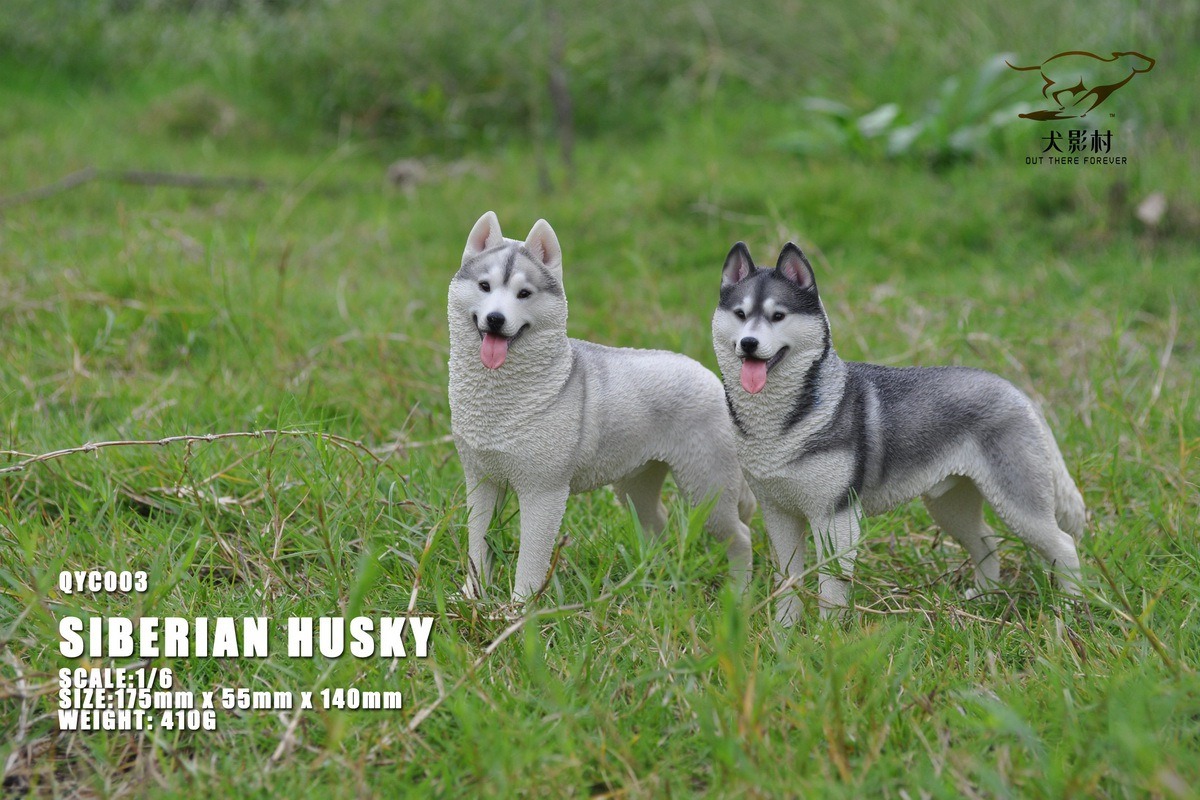 [สั่งจอง]QuanYingCun QYC003 A/B/C/D 1/6 : Husky