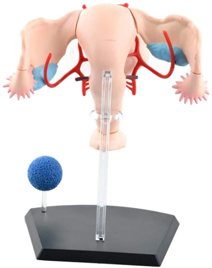 แบบจำลองระบบสืบพันธุ์ หญิง, ของเล่นเสริมพัฒนาการ, ของเล่นเด็ก สื่อการสอน,