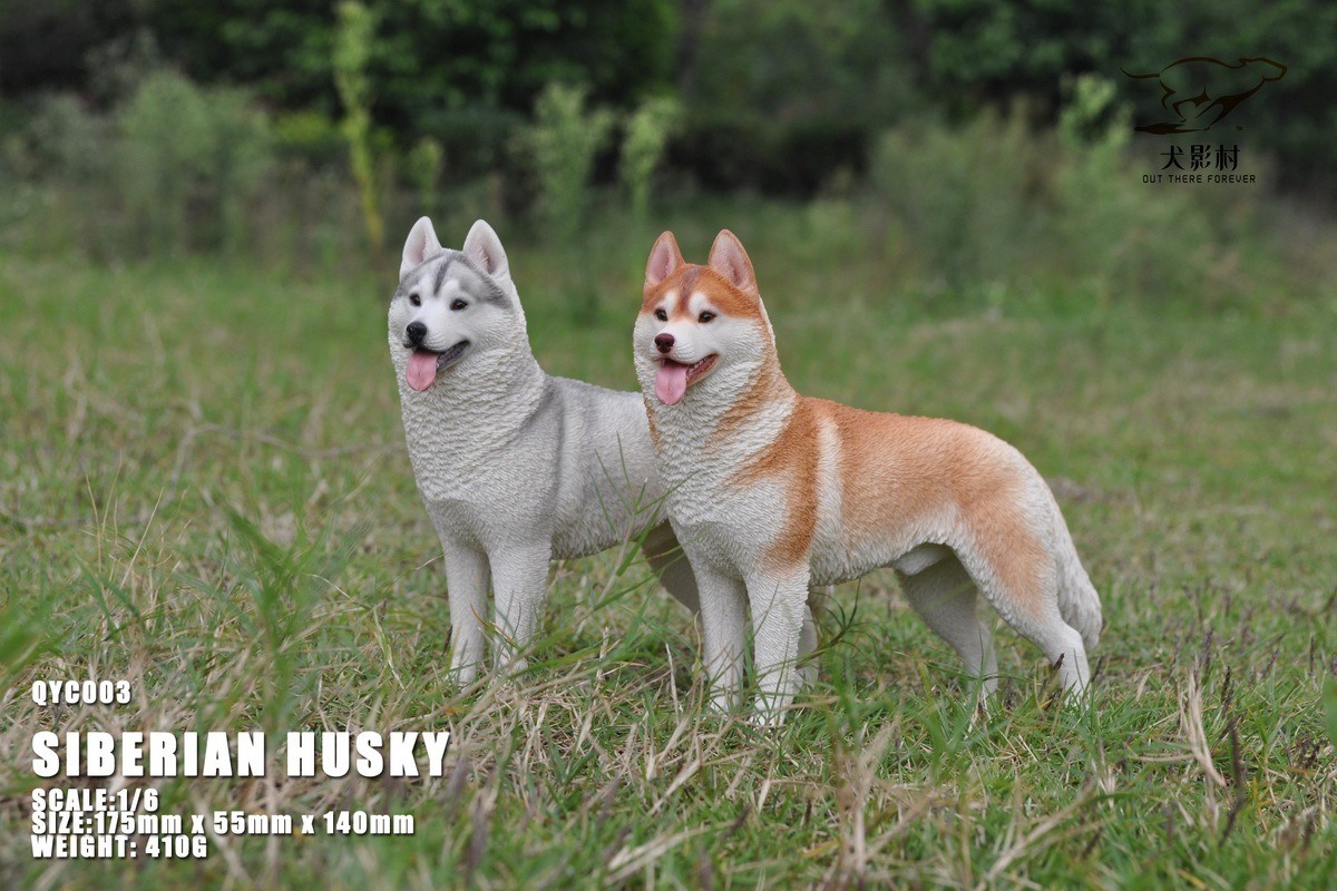 [สั่งจอง]QuanYingCun QYC003 A/B/C/D 1/6 : Husky