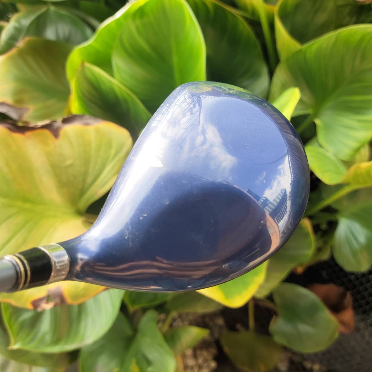 ไม้กอล์ฟผู้หญิง 5W - KING COBRA M/SPEED OFFSET หน้าเด้งมาก กระดองเด้งด้วย