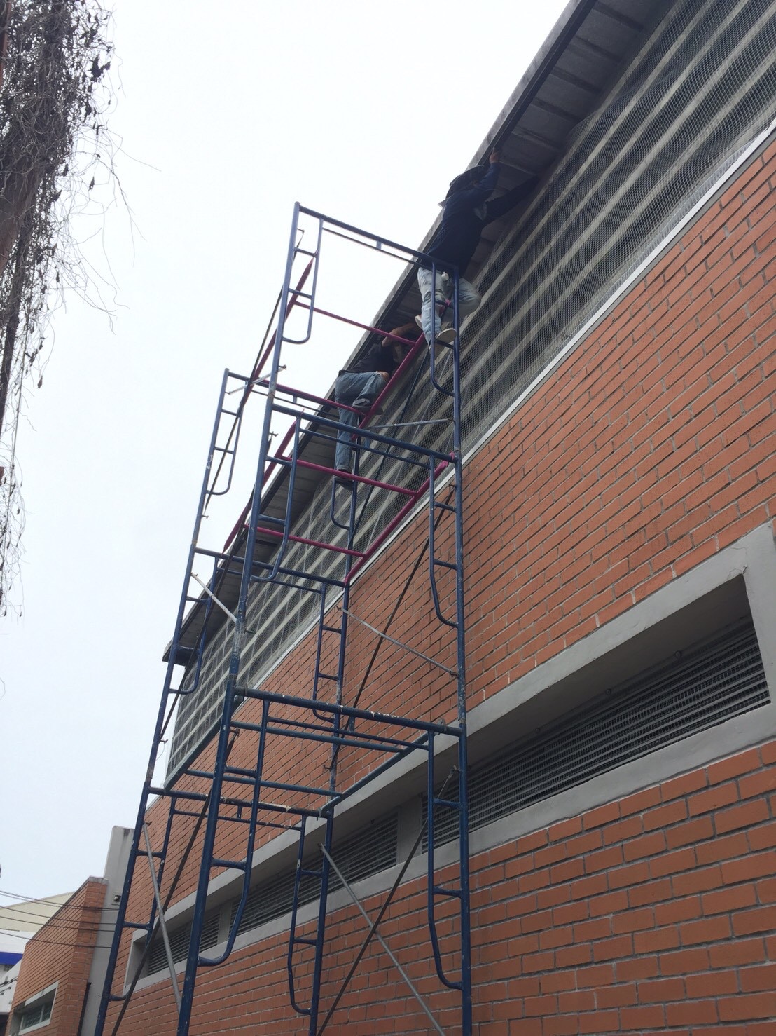 งานติดตาข่ายกันนก ตึกกายวิทยาทาน มหาวิทยาลัยมหิดล