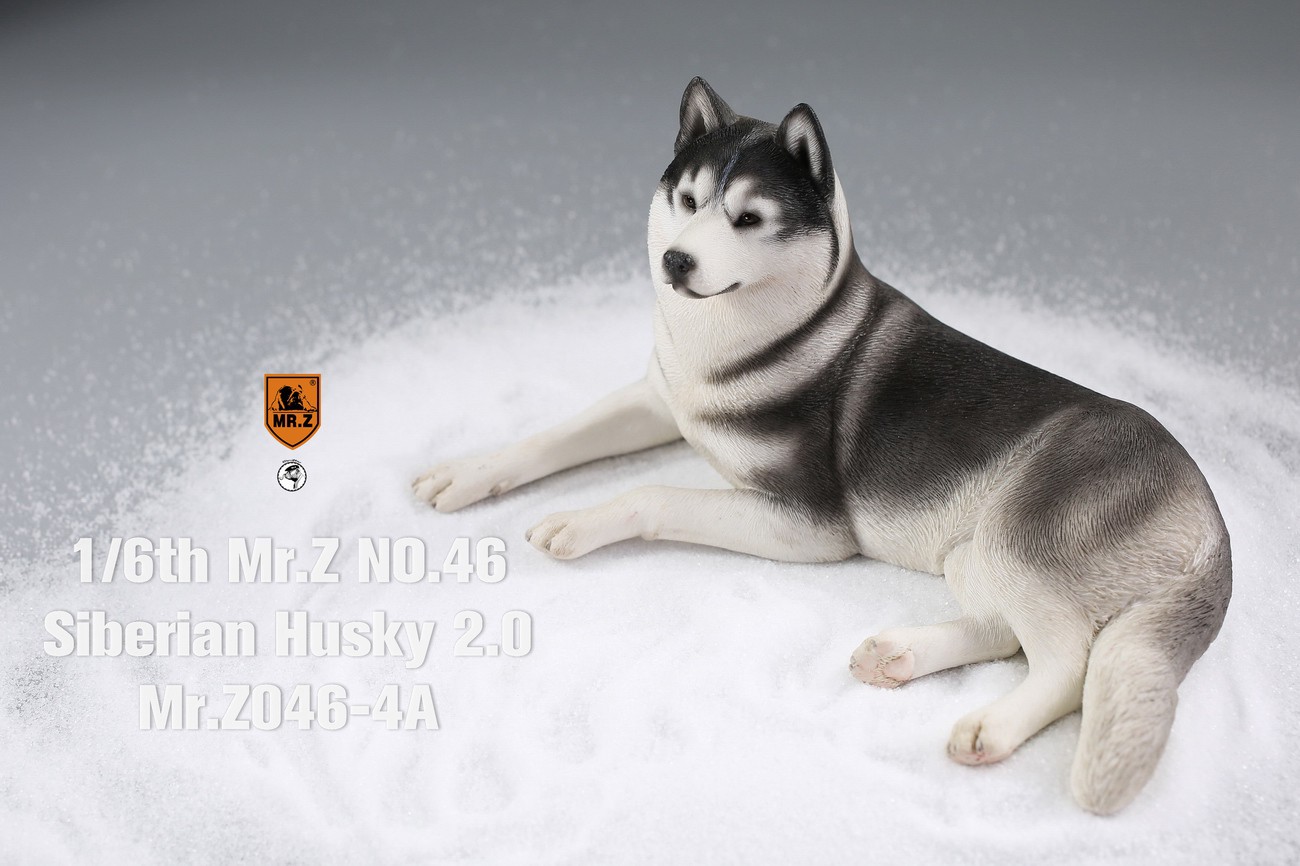[สั่งจอง] MR. Z Animal Model MRZ046 1/6th Siberian Husky2.0（8 models in total）