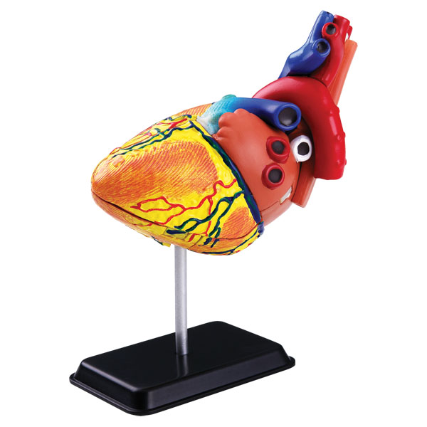 โมเดลหัวใจ หัวใจจำลอง Heart Anatomy Model สื่อการสอน, ของเล่น วิทยาศาสตร์ ทดลอง, พร้อมส่ง