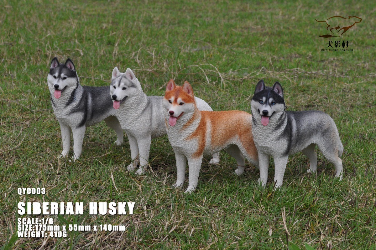 [สั่งจอง]QuanYingCun QYC003 A/B/C/D 1/6 : Husky