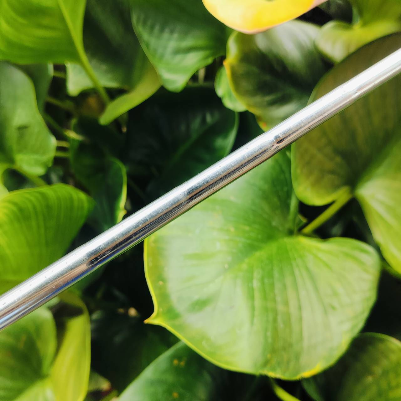 เหล็ก 2 HONMA FORGED ST - 7000 PROFESSIONAL สำหรับท่านที่ช่องตีเหล็กยาว ไม้กอล์ฟพรีเมี่ยมมือสอง ของแท้ By NakaraLuxurious