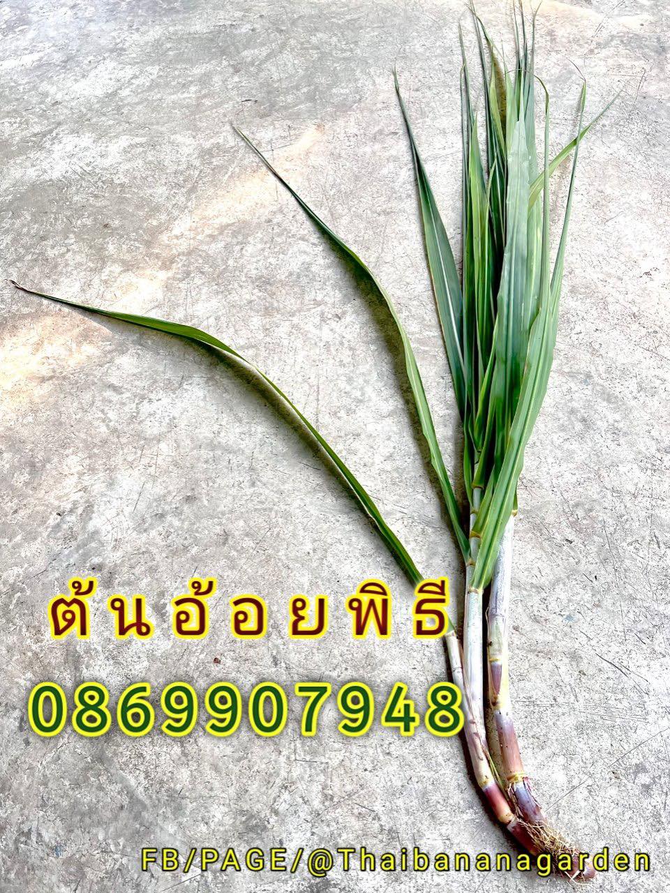 ต้นอ้อย ต้นกล้วย (ขันหมาก) (ทรงเครื่อง)