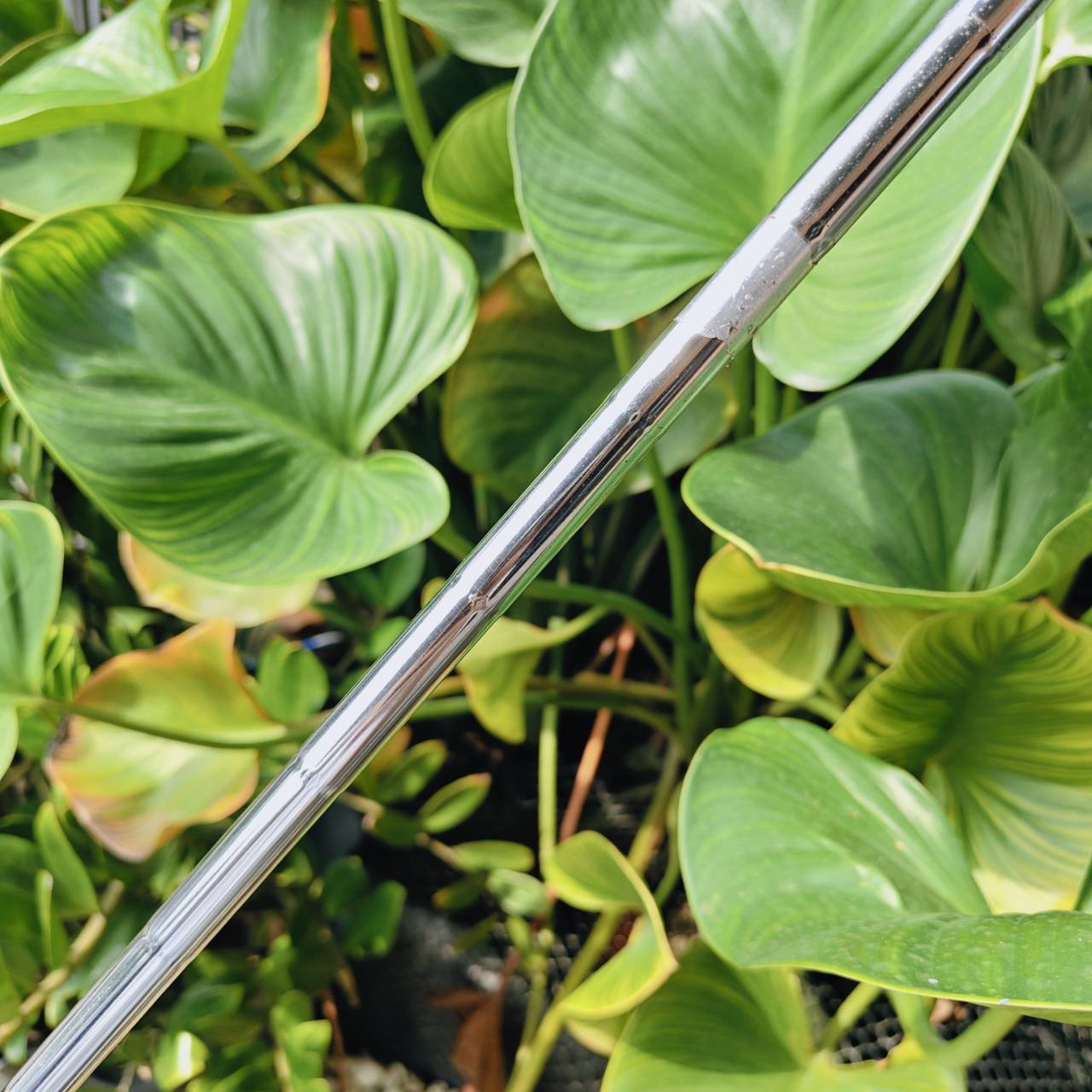 WEDGE Callaway JAWS – องศา 56° | Bounce 10° ขึ้นชื่อเรื่องสปินแรง ควบคุมง่าย จัดการทุกสถานการณ์