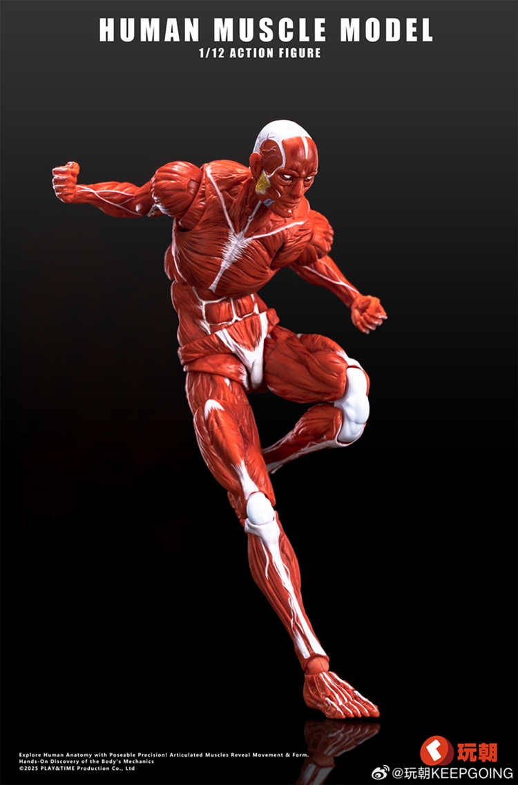 [สั่งจอง]KEEPGOING 1/12 : Human Muscle Model
