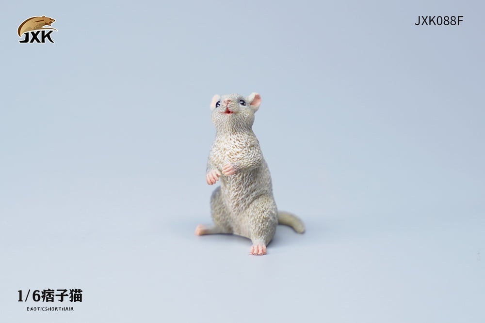 [สั่งจอง]JXK JXK088 1/6 : Exoticshorthair