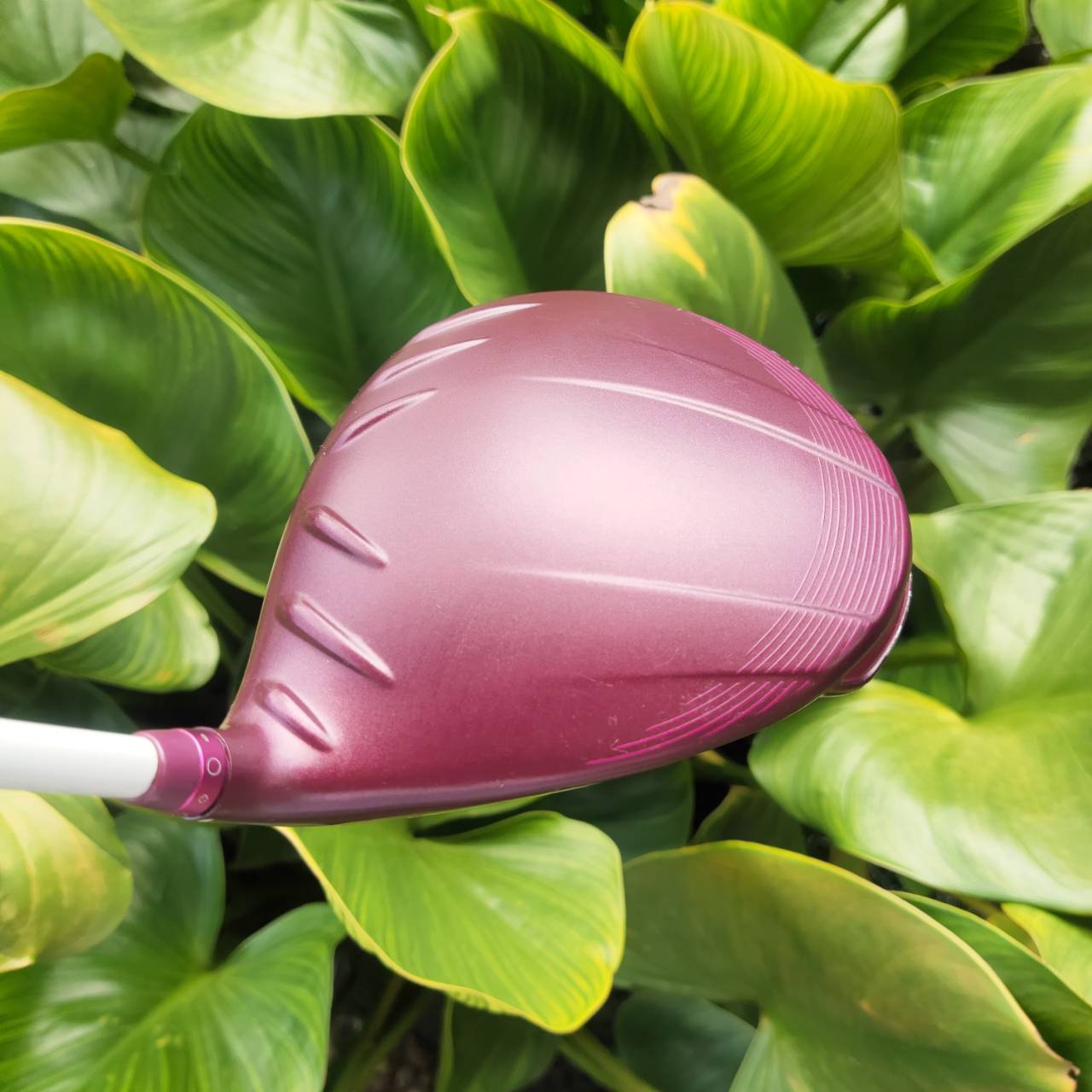 DRIVER PING GLe2 Lady ออกแบบและเพิ่มเทคโนโลยีที่ทันสมัย เพื่อตอบสนองท่านนักกอล์ฟสุภาพสตรี