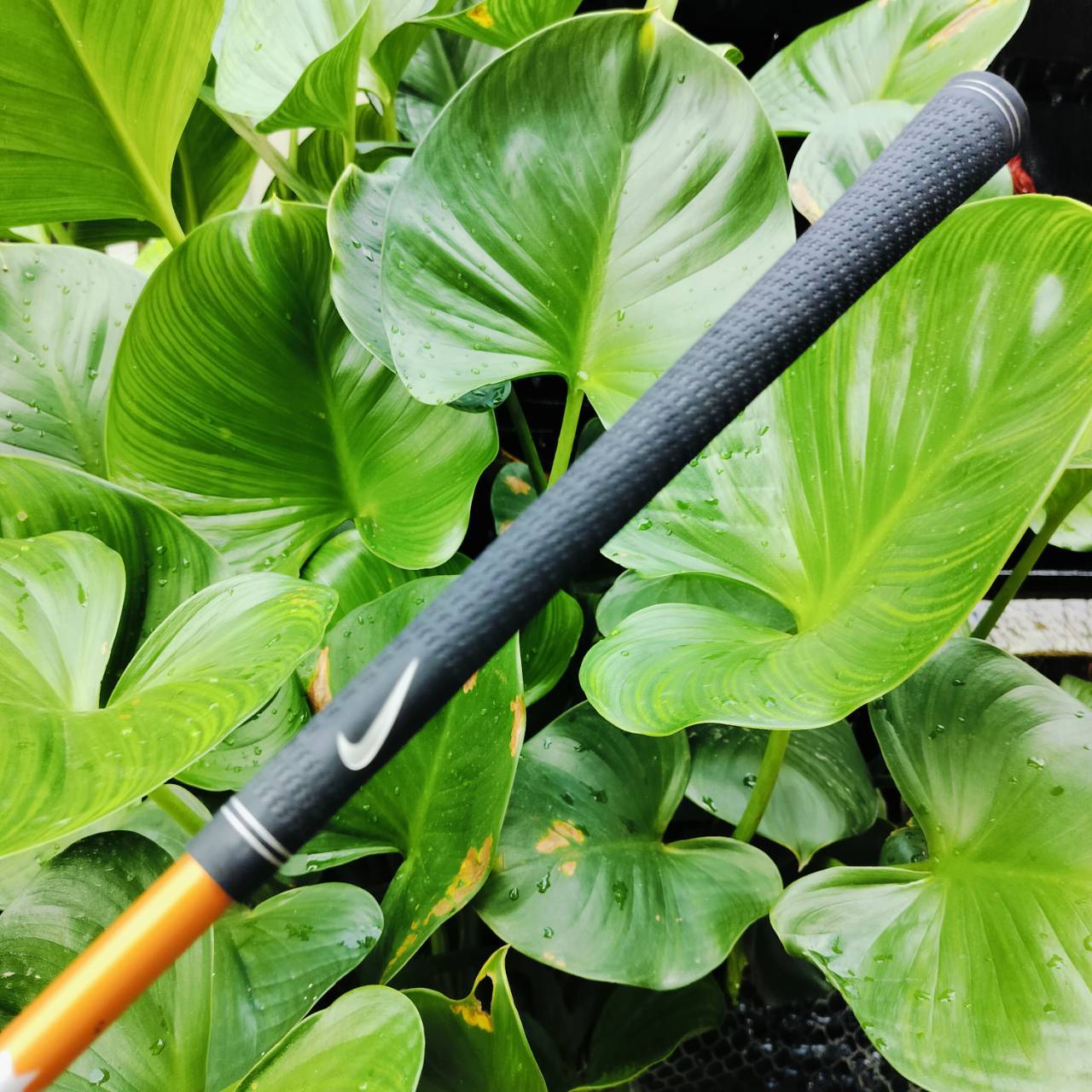 *** ไม้กอล์ฟสำหรับผู้หญิงหรือ ซีเนียร์ที่สวิงเบาๆ ตีได้สบายค่ะ*** . UT5 NIKE IGNITE ออกแบบเรียบหรูและตีดีมาก วัสดุเหมาะกับ UT มากที่สุด ไม้กอล์ฟพรีเมี่ยมมือสอง ของแท้ By NakaraLuxurious