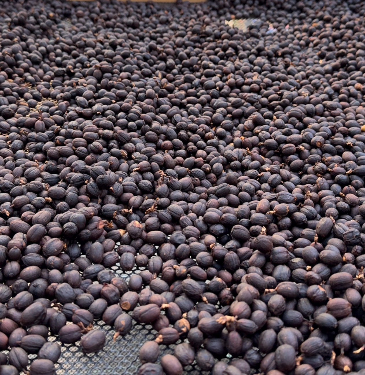 กาแฟเทพเสด็จ Dry Process คั่ว Medium Light Roast ขนาดบรรจุ 200 กรัม