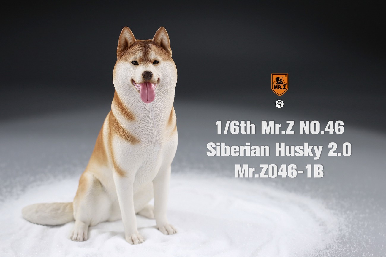 [สั่งจอง] MR. Z Animal Model MRZ046 1/6th Siberian Husky2.0（8 models in total）