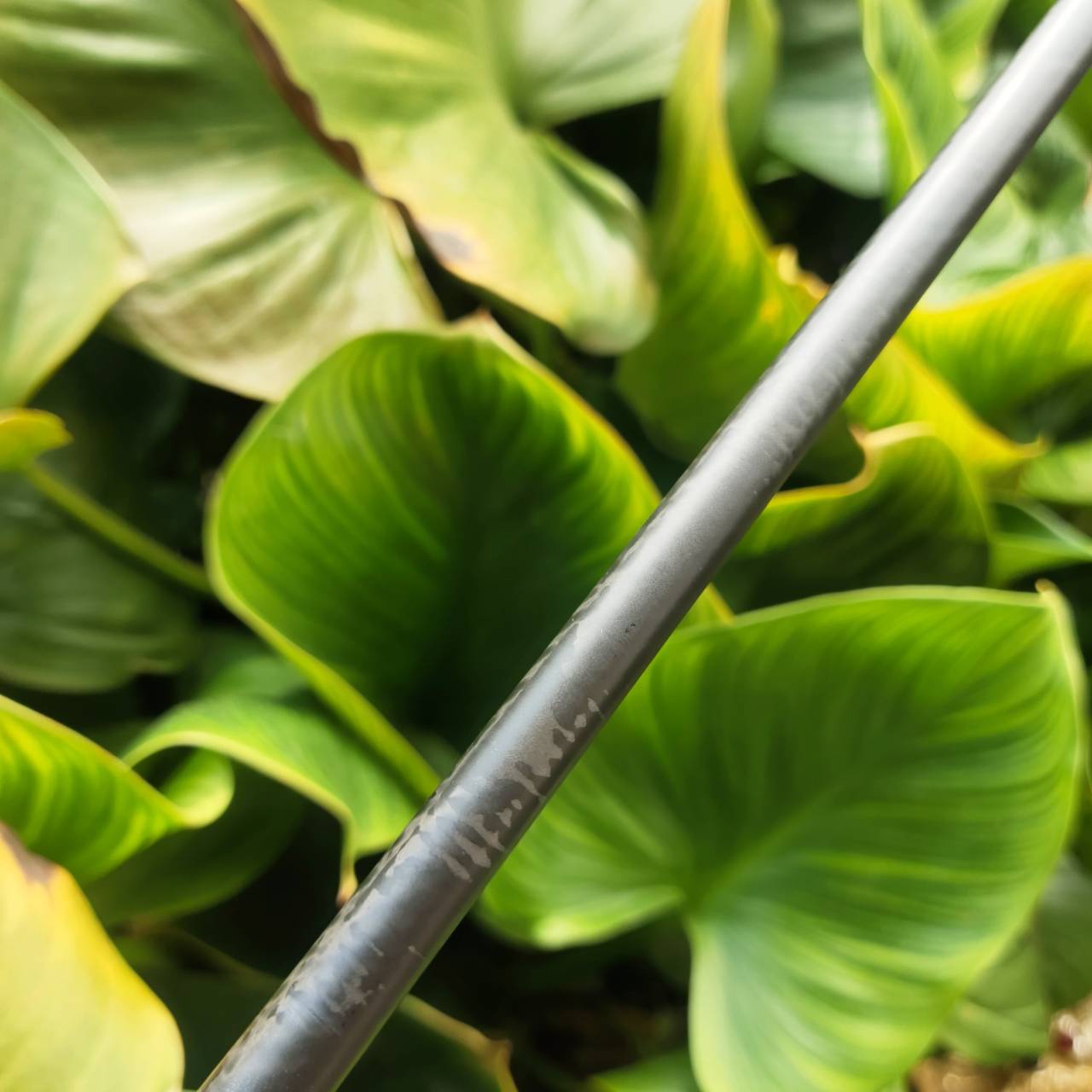 5W COBRA AMP | หน้า DUAL ROLL ช่วยให้ตีแล้ว launch ดี ลูกไม่หนีแม้ไม่โดนกลาง