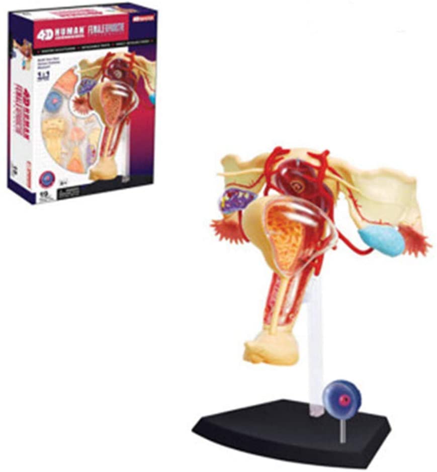 แบบจำลองระบบสืบพันธุ์ หญิง, ของเล่นเสริมพัฒนาการ, ของเล่นเด็ก สื่อการสอน,