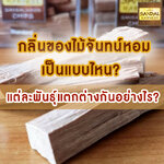 กลิ่นของไม้จันทน์หอม Sandalwood เป็นแบบไหน แต่ละพันธุ์แตกต่างกันอย่างไร?