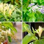 10 ดอกไม้จัดสวน ส่งกลิ่นหอมฟุ้ง หอมจรุงไปทั่วทั้งบ้าน