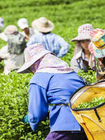 รับซื้อใบชา รับซื้อผงชา รับซื้อชาตรามือ รับซื้อชาฉุยฟง ทั่วประเทศไทย รับถึงที่ มีสาขาทั่วประเทศ line @buyall