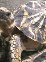 รับซื้อเต่าดาวอินเดีย รับซื้อเต่าป่าบานพับกลับ รับซื้อเต่าเต่ากรีก รับซื้อเต่าเต่าโกเฟอร์ รับซื้อเต่าเรดฟุต รับซื้อเต่า รับซื้อเต่าบก รับซื้อเต่าอัลดาบรา รับซื้อเต่าซูคาต้าทั่วประเทศไทย รับถึงที่ มีสาขาทั่วประเทศ line @buyall