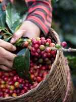 รับซื้อกาแฟผง รับซื้อ Starbucks รับซื้อ Nescafe รับซื้อกาแฟกระป๋อง รับซื้อ coffee ทั่วประเทศไทย รับถึงที่ มีสาขาทั่วประเทศ line @buyall