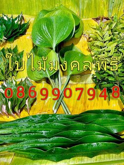 ชุดใบไม้มงคล ยกเสาเอก