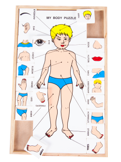 ของเล่น, ของเล่นเด็ก, จิ๊กซอว์, ตัวต่อ, จับคู่ร่างกายของฉัน (ภาษาอังกฤษ) , ของเล่นไม้, ของเล่นเสริมพัฒนาการ, ของเล่นเด็กอนุบาล, สื่อการสอนเด็กอนุบาล