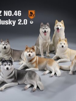 [สั่งจอง] MR. Z Animal Model MRZ046 1/6th Siberian Husky2.0（8 models in total）