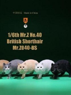 [สั่งจอง] Mr. Z 1/6 MRZ040-BS001-6 Animal Model British Shorthair(all 6 colors)