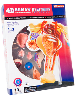 แบบจำลองระบบสืบพันธุ์ หญิง, ของเล่นเสริมพัฒนาการ, ของเล่นเด็ก สื่อการสอน,