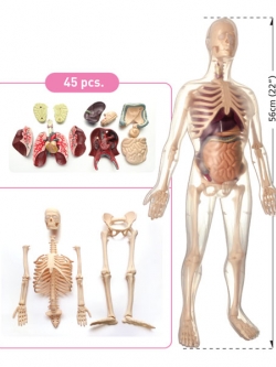 หุ่นจำลองร่างกาย ร่างกายจำลอง โมเดลร่างกาย สรีระมนุษย์ จำลอง เพศชาย , ของเล่นเสริมพัฒนาการ, ของเล่น วิทยาศาสตร์ทดลอง, สื่อการสอน พร้อมส่ง