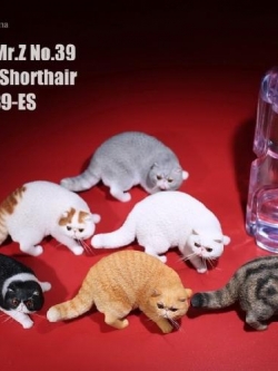 [สั่งจอง] Mr.Z 1/6 MRZ039 ES001-6 Animal Model Exotic Shorthair cat