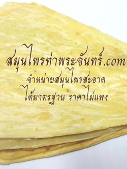 ตังกุยแผ่นใหญ่แห้ง