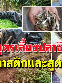 สูตรเลี้ยงปลาซิวในบ่อพลาสติก เลี้ยงง่าย ใช้พื้นที่ไม่มาก ได้ผลดี เลี้ยงได้เลย