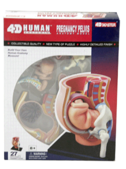 ร่างกายจำลอง แบบจำลอง การตั้งครรภ์ คนท้อง,(Pregnancy Pelvis - 4D Model) ,ของเล่นเสริมพัฒนาการ, สื่อการสอน วิทยาศาาสตร์