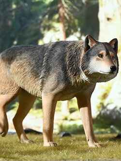 [สั่งจอง]JXK 1/6 : Common Gray wolf