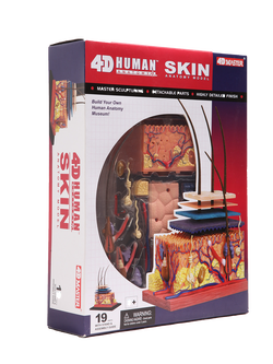 แบบจำลองผิวหนัง โมเดล Skin-4D Model สื่อการสอน วิทยาศาสตร์ การแพทย์