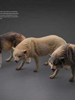 [สั่งจอง] JXK LXF2209 1/6 : Gray Wolf