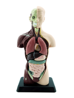 ร่างกายจำลองโมเดลร่างกาย หุ่นจำลองร่างกายขนาด 10 นิ้ว, ของเล่นเสริมพัฒนาการ, ของเล่นเด็ก, สื่อการสอน วิทยาศาสตร์
