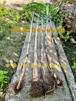 ต้นอ้อย (5ลำ) ขันหมาก