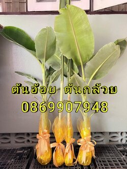 ต้นอ้อย ต้นกล้วย (นุ่งผ้าสีเเดง)