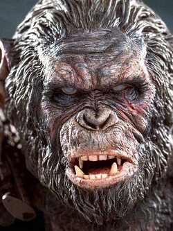 [สั่งจอง]Star Ace DF (Dawn of the Planet of the Apes) Koba 1.0