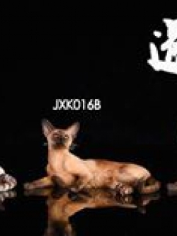 [สั่งจอง] แมวสยามมิสแคท (วิเชียรมาศ)