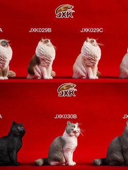 [สั่งจอง] JxK.Studio 1/6 Jxk029/ Jxk030 A/B/C/D -Ragdoll / British Shorthair Cat