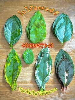 ใบไม้มงคล 15ชนิด