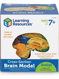 ชุดแบบจำลองสมองมนุษย์ภาคตัดขวาง , Cerebrum , ของเล่นเสริมพัฒนาการ, ของเล่นเด็กอนุบาล, สื่อการสอน วิทยาศาสตร์