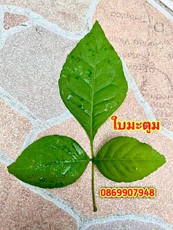 ใบมะตูม